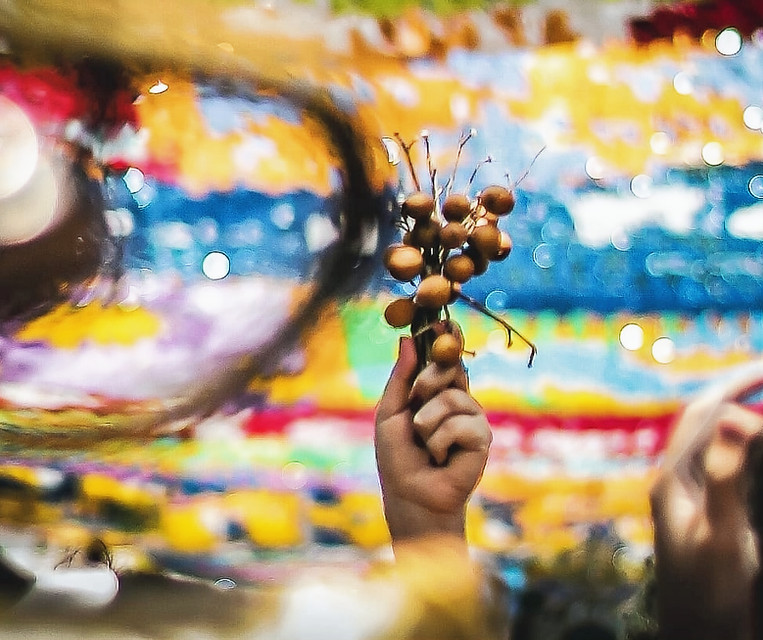 Galhos e frutos da pitombeira